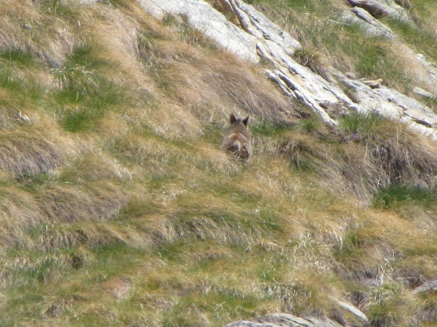 Tra i cervi, uno strano animale; urge identificatore